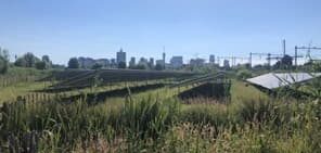 Solarpanels Wiese